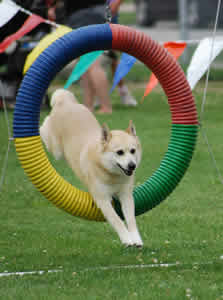 simon_jump